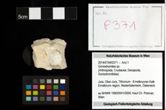 Foto (Objekt + Etiketten) von Goniodromites sp. 